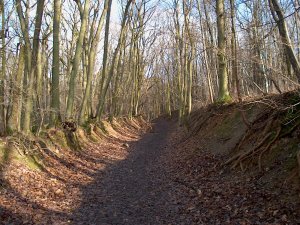 Alter Hohlweg